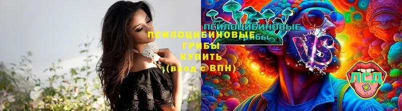 Псилоцибиновые грибы Psilocybine cubensis  Бородино 